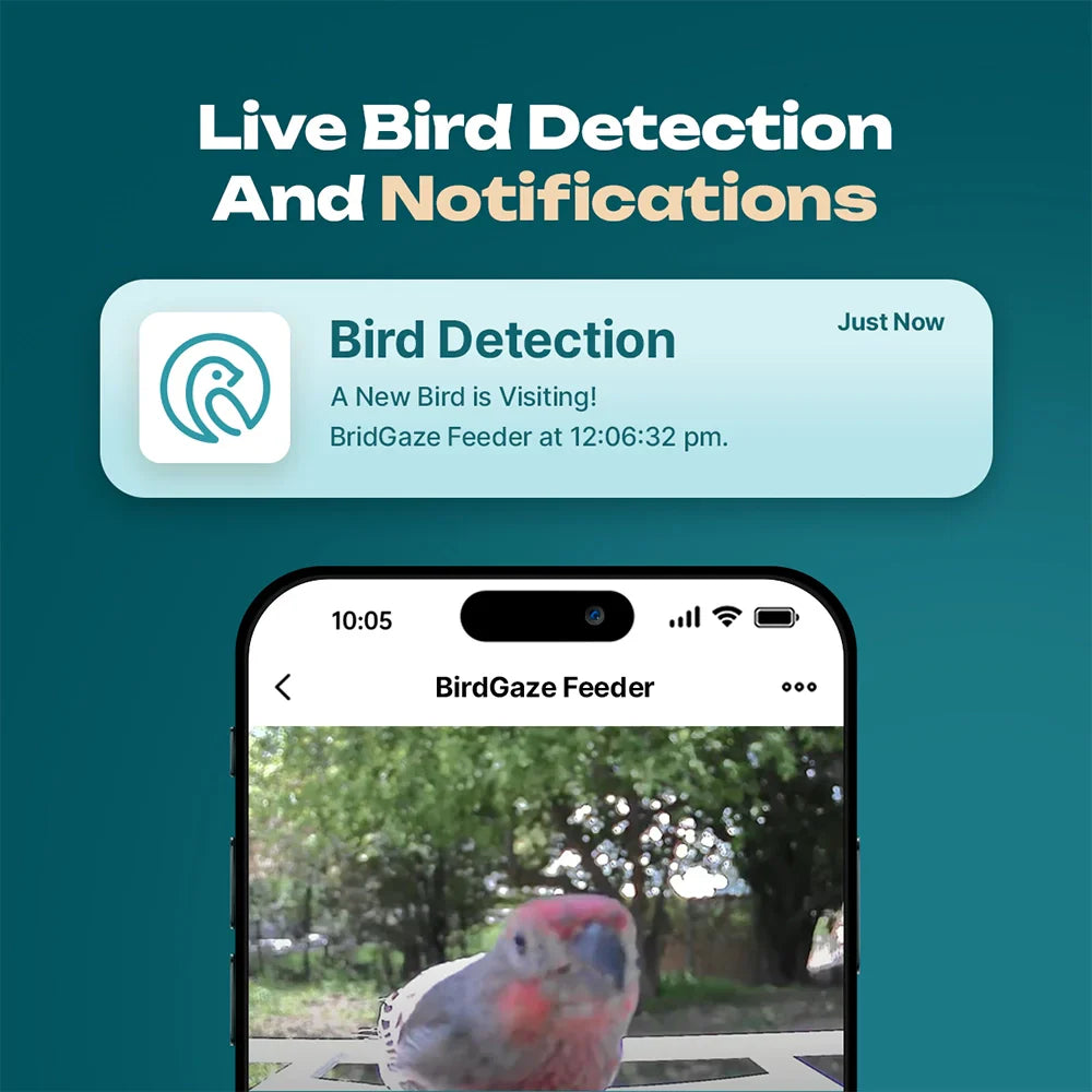 BirdView Smart Feeder | Kontakt mit der Natur wie nie zuvor