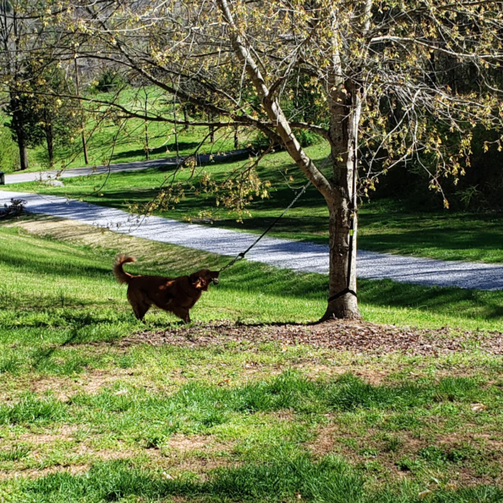 Springball Pro | unendlicher Springspaß für deinen Hund