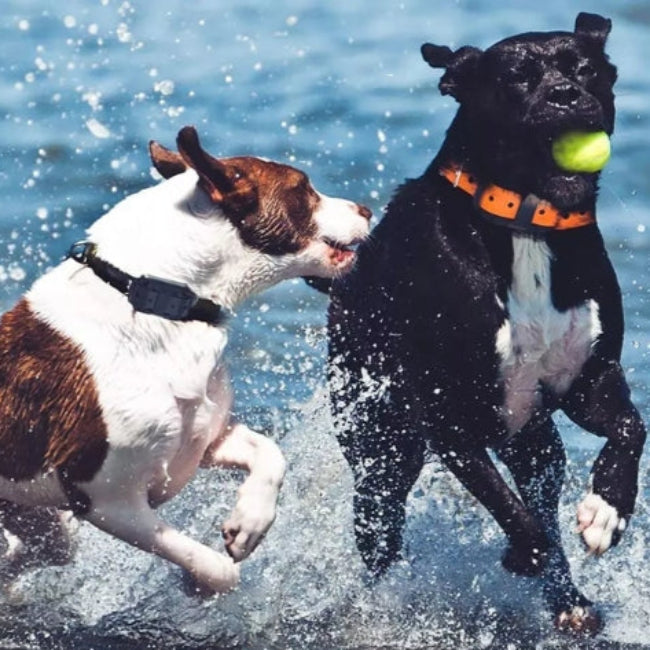 Wasserdichtes Elektronisches Anti-Bell-Halsband für Hunde – Fernbedienung mit großer Reichweite