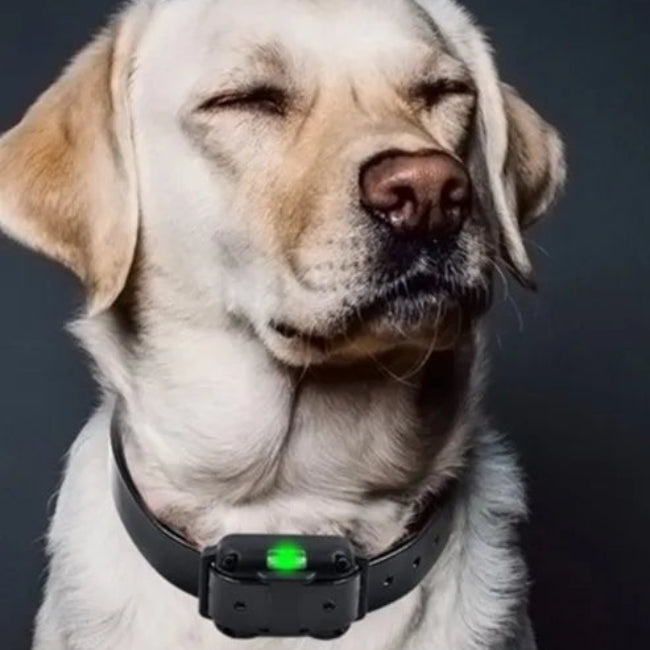 Wasserdichtes Elektronisches Anti-Bell-Halsband für Hunde – Fernbedienung mit großer Reichweite