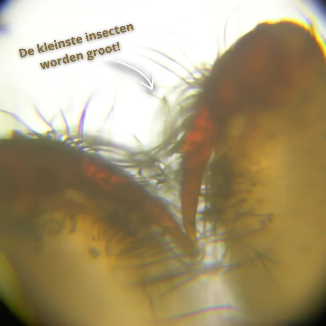 MicroVision Mini Mikroskop | Entdecke die verborgene Welt mit diesem leistungsstarken digitalen Mikroskop