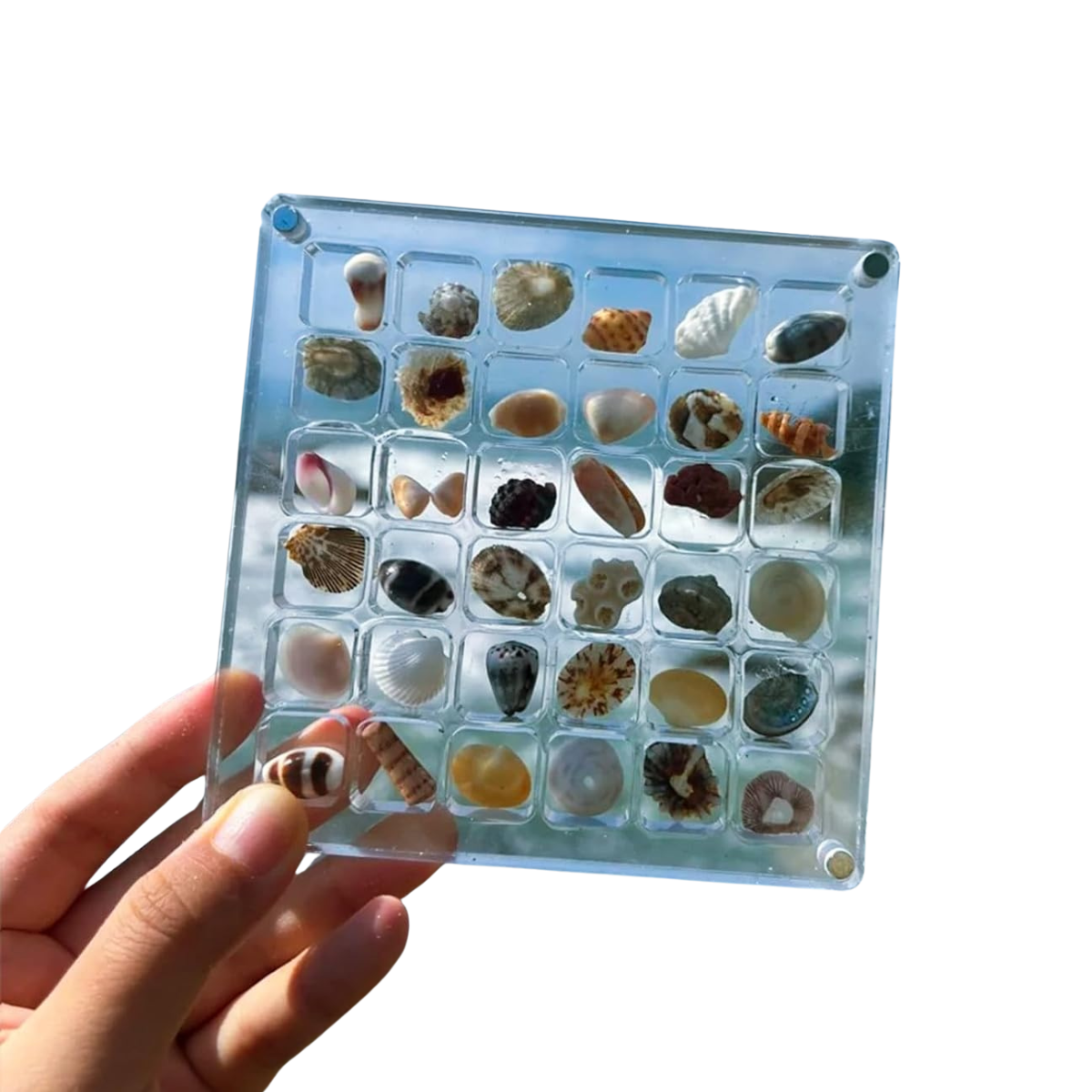 Meeresausstellung | Bewahren Sie Ihre Meeresfunde stilvoll auf