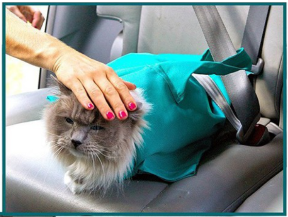 PurrfectTravel | Pflege- und Reisetasche