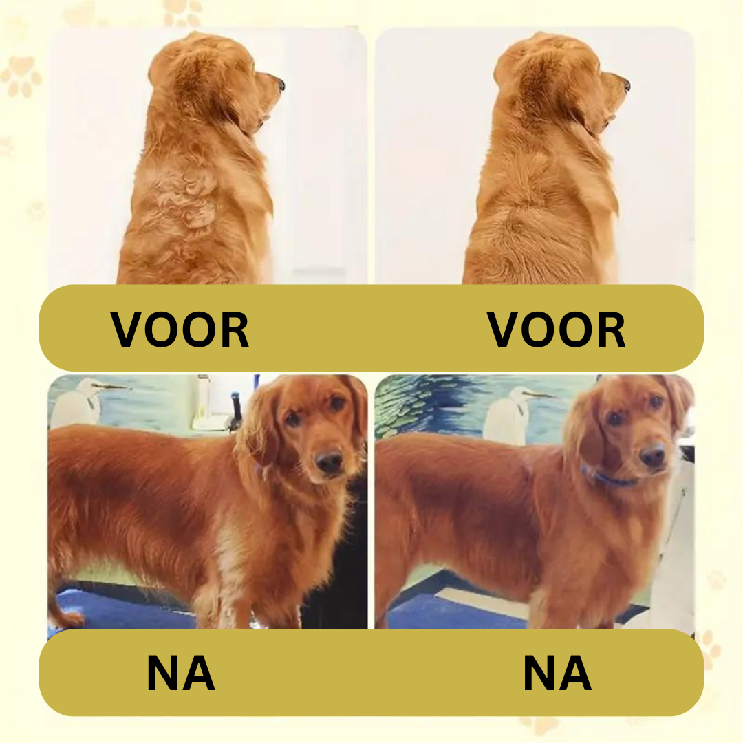 SteamPaws | Dein treuer Vierbeiner