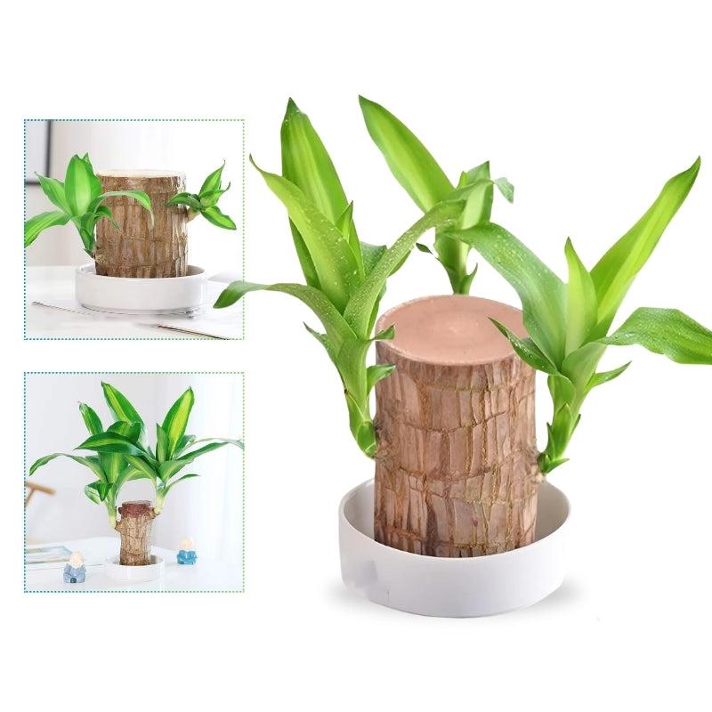 Glückliche Brasilianische Holzpflanze