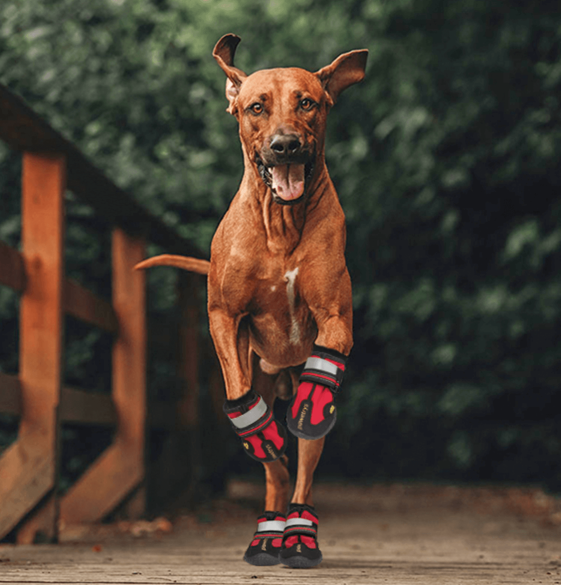 Wasserdichte Antirutsch-Hundestiefel - Optimale Schutz