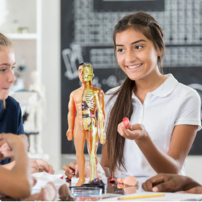 Kinder Anatomie Lernmodell Educatives Spielzeug