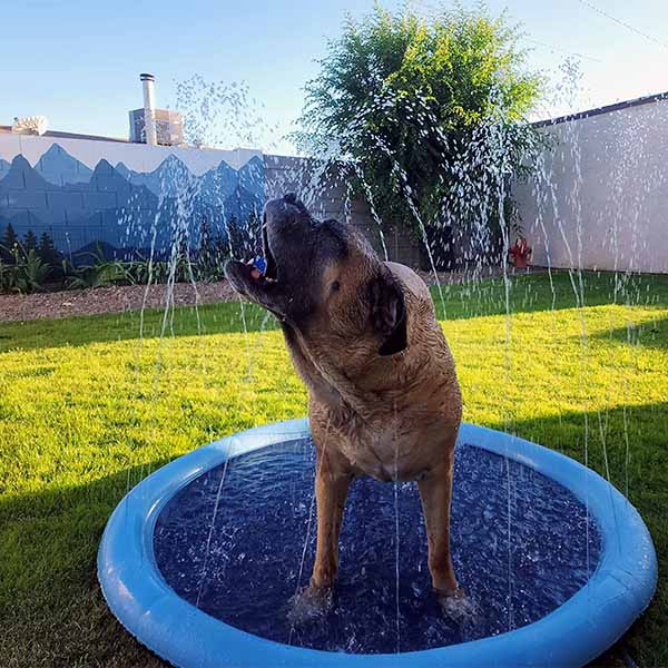 DogSplash | Lange lebe der Spaß für deinen Vierbeiner!