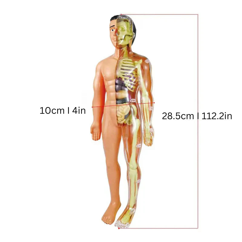 Kinder Anatomie Lernmodell Educatives Spielzeug