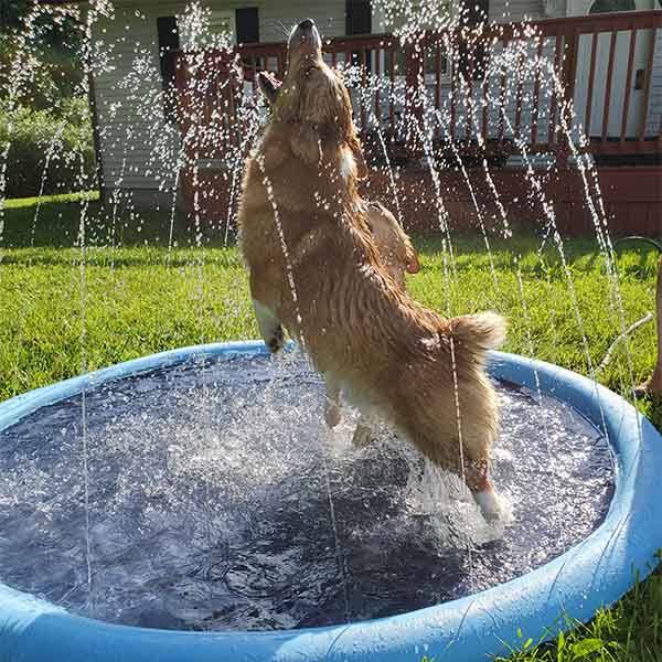 DogSplash | Lange lebe der Spaß für deinen Vierbeiner!