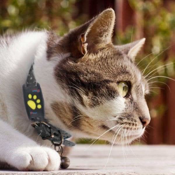 CAT GPS Tracker – Echtzeit-Ortung ohne Abo