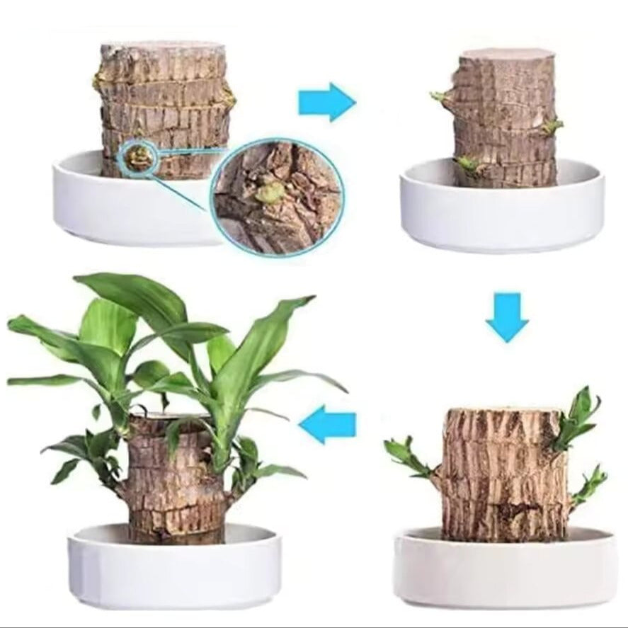 Glückliche Brasilianische Holzpflanze