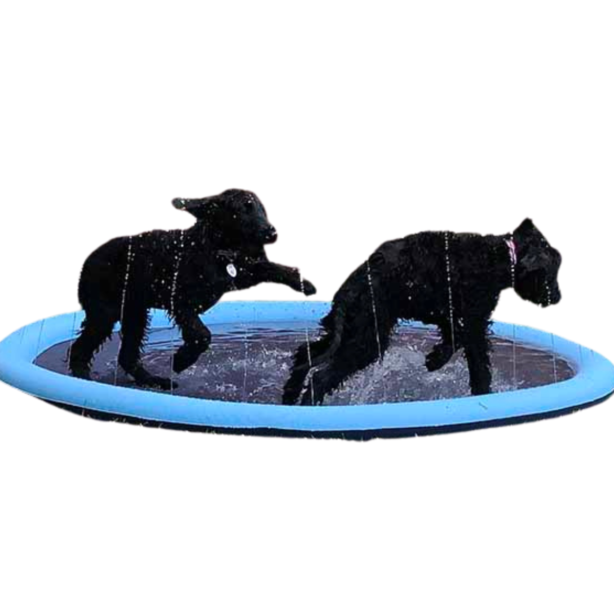 DogSplash | Lange lebe der Spaß für deinen Vierbeiner!