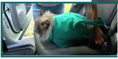PurrfectTravel | Pflege- und Reisetasche