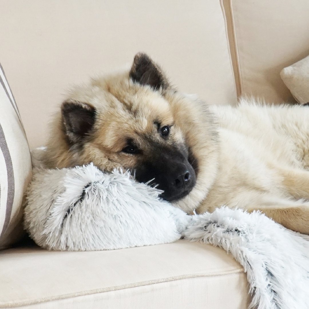 PawsyPillow | Waschbares, warmes und wasserdichtes Herbstkissen für deinen Hund
