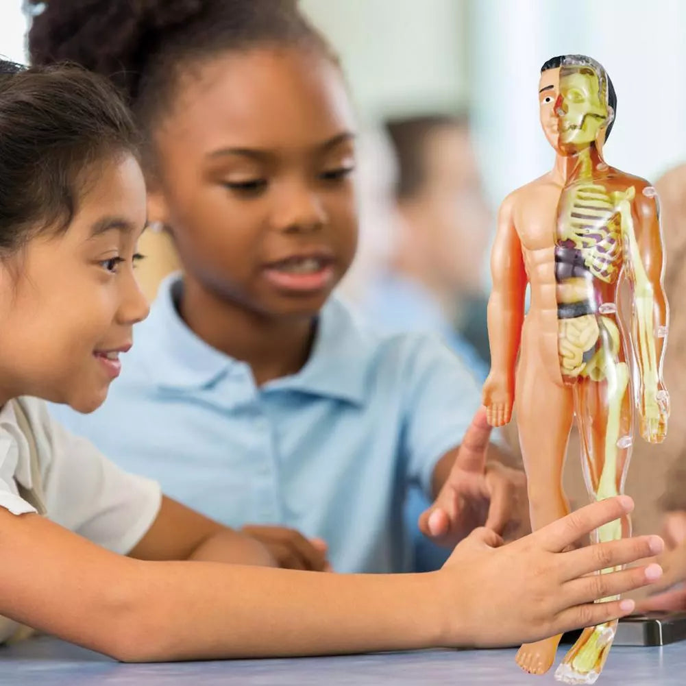 Kinder Anatomie Lernmodell Educatives Spielzeug