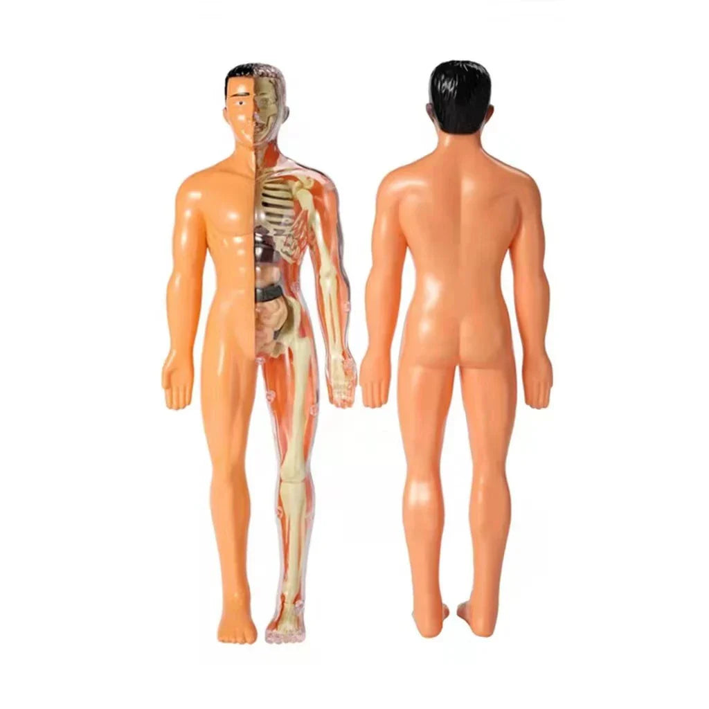 Kinder Anatomie Lernmodell Educatives Spielzeug