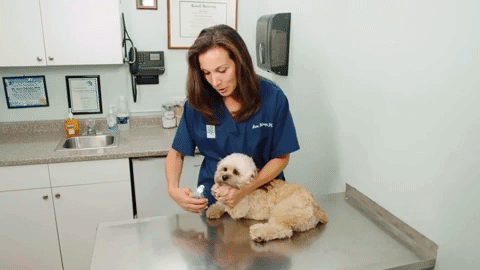 PawGuard Pro Nagelschneider mit intelligenter Sensortechnologie