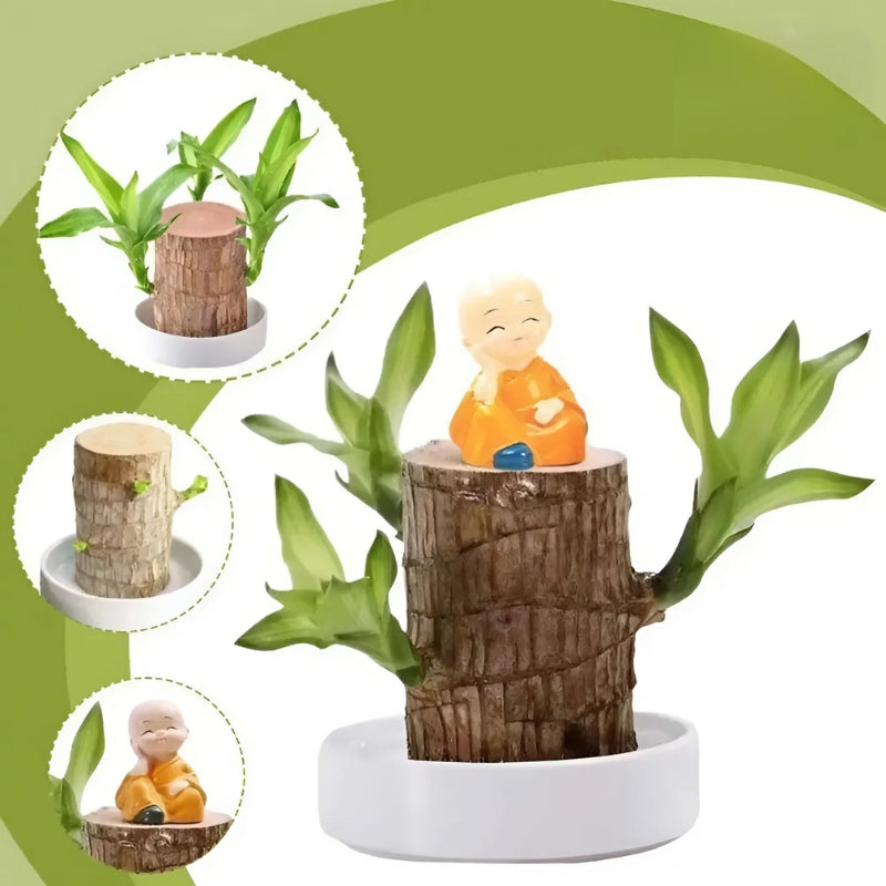 Glückliche Brasilianische Holzpflanze
