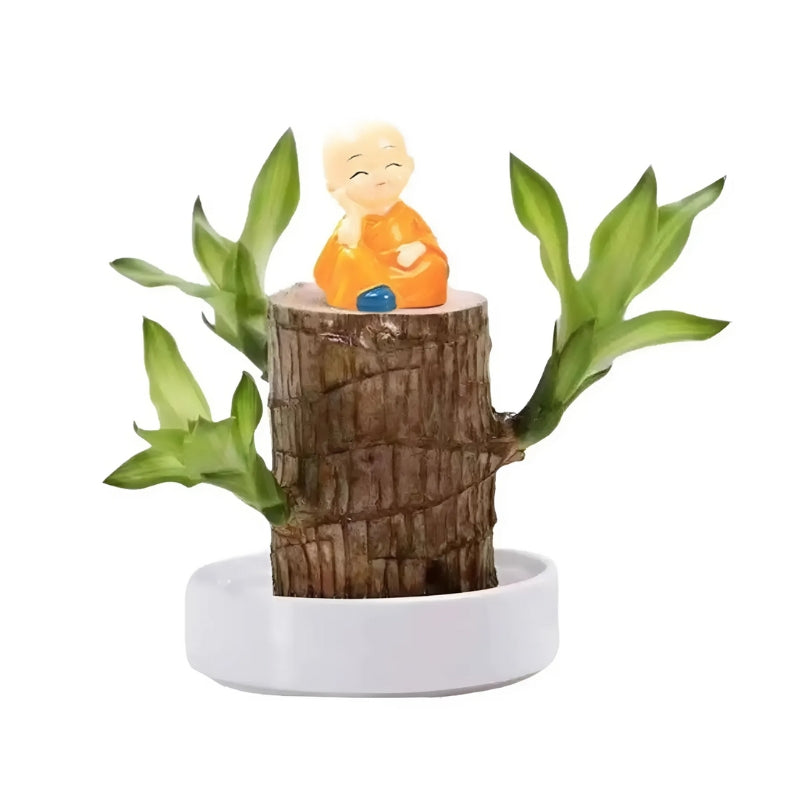 Glückliche Brasilianische Holzpflanze
