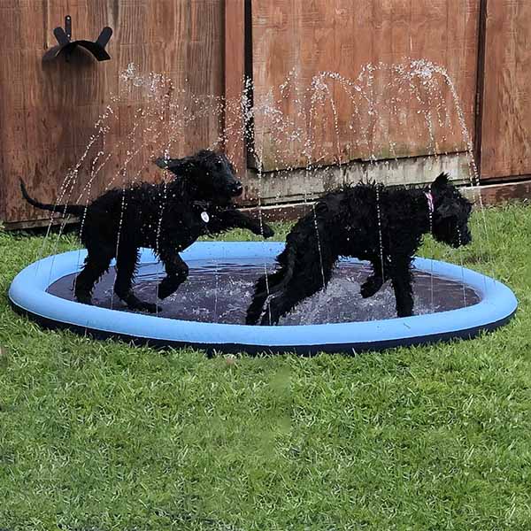DogSplash | Lange lebe der Spaß für deinen Vierbeiner!