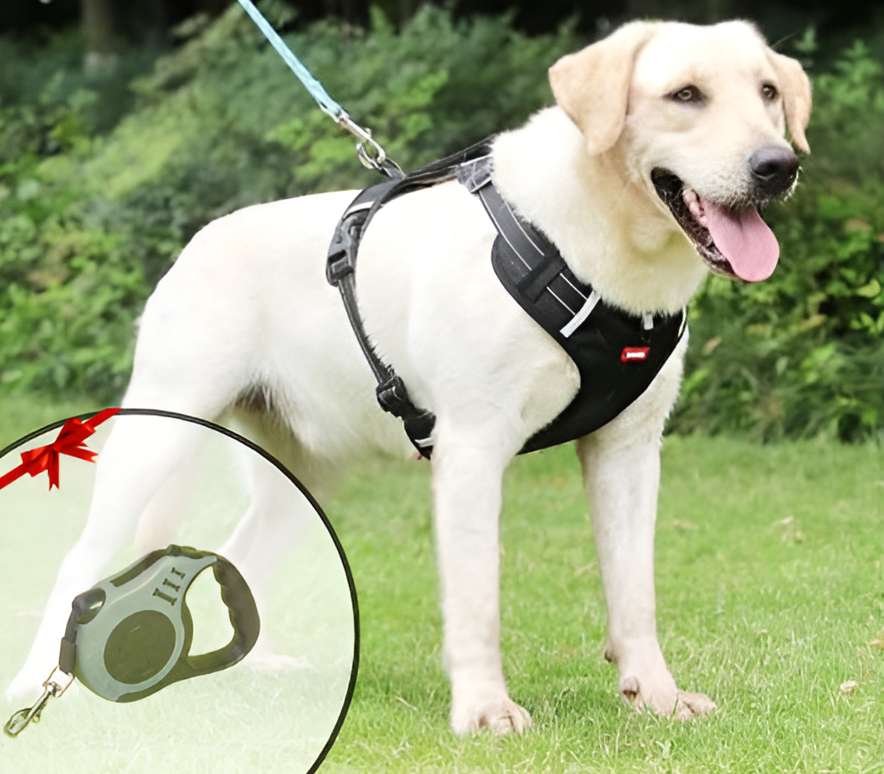 PawEase Soft Hundegeschirr | Komfort, Sicherheit und Kontrolle